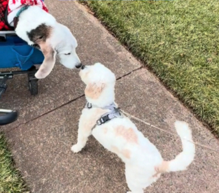 Illustration de l'article : L'émouvant moment où 2 vieux amis canins ne s'étant pas vus depuis longtemps se retrouvent enfin (vidéo)