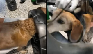 Illustration de l'article : Un chien se coince la tête dans la roue d'une voiturette de golf et ne peut qu'aboyer sa détresse en espérant qu'on lui vienne en aide