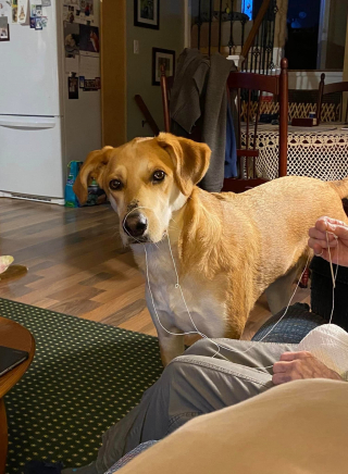 Illustration de l'article : Un chien se laisse entraîner par son flair loin de sa maison et disparaît, donnant lieu à des jours de recherches intensives