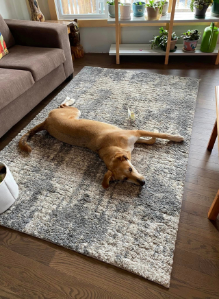Illustration de l'article : Un chien se laisse entraîner par son flair loin de sa maison et disparaît, donnant lieu à des jours de recherches intensives