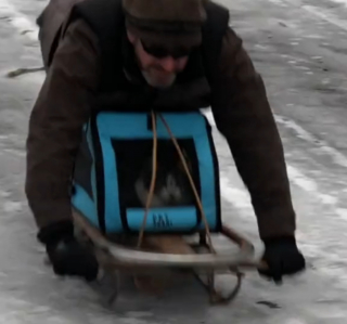 Illustration de l'article : Un chat se découvre une passion pour la luge et ne peut plus s'en passer (vidéo)