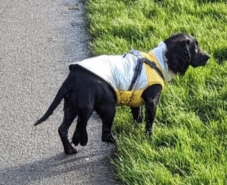 Illustration de l'article : Des nouvelles d'Ariel, la chienne à 6 pattes abandonnée sur un parking et qui devait être opérée