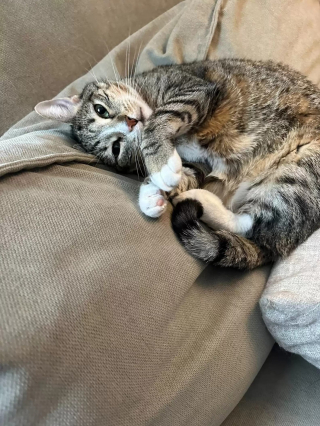 Illustration de l'article : Un morceau de clôture accroché dans le salon où vit cette chatte immortalise le jour où son existence a basculé