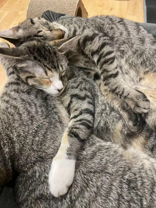 Illustration de l'article : Un morceau de clôture accroché dans le salon où vit cette chatte immortalise le jour où son existence a basculé