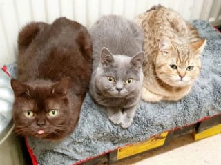 Illustration de l'article : Pour pouvoir nourrir ses chats, une femme avec de gros problèmes financiers ne mange qu’un repas par semaine