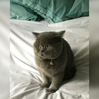 Illustration de l'article : Un chat au regard triste se transforme en retrouvant son propriétaire après 2 ans de séparation