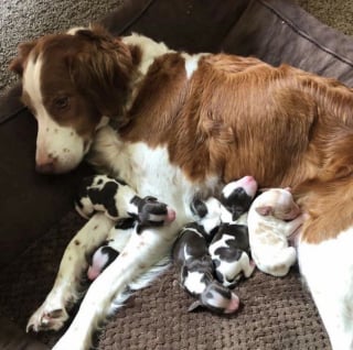 Illustration de l'article : 17 photos montrant que nos amis les chiens peuvent eux aussi être dépassés par leur « métier » de parent