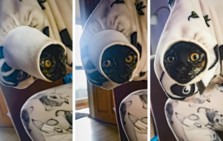 Illustration de l'article : 17 photos montrant à quel point nos compagnons à 4 pattes peuvent se comporter comme de véritables clowns