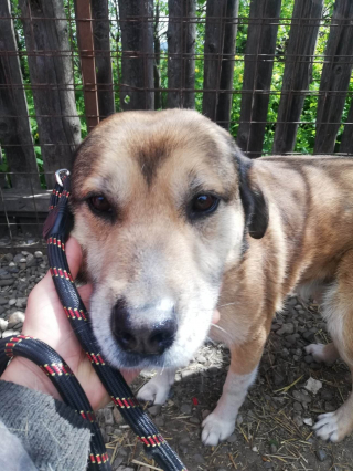 Illustration de l'article : La photo d’un chien déprimé au refuge depuis 8 ans touche les internautes et change son destin