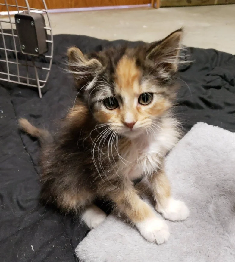 Illustration de l'article : &laquo; Une chance sur 3000 &raquo;, ce chaton tricolore d&eacute;fie les lois de la g&eacute;n&eacute;tique