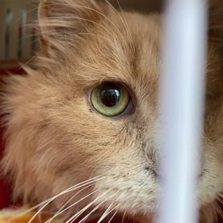 Illustration de l'article : Un chat sénior errant et borgne découvre les petits plaisirs simples de la vie auprès d'une âme bienveillante