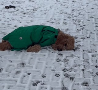 Illustration de l'article : Le quotidien hors du commun d'un chien souffrant de narcolepsie mais heureux en toute circonstance (vidéo) 