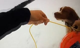 Illustration de l'article : Une chienne devient littéralement la bouée de sauvetage de son maître pris au piège dans un lac gelé (vidéo)