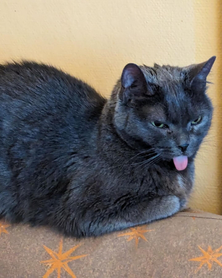 Illustration de l'article : La joie d’une chatte de 8 ans qui retrouve son âme de chaton grâce à ses bienfaiteurs