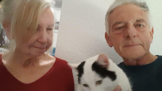 Illustration de l'article : Après un accident de voiture dans le sud de la France, la disparition des 4 chats d’un couple irlandais entraîne une belle mobilisation pour les retrouver