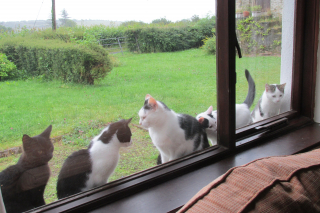 Illustration de l'article : Après un accident de voiture dans le sud de la France, la disparition des 4 chats d’un couple irlandais entraîne une belle mobilisation pour les retrouver