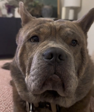 Illustration de l'article : Ce chien ne quitte pas sa propriétaire des yeux pendant qu'elle prend son bain pour une raison émouvante (vidéo)