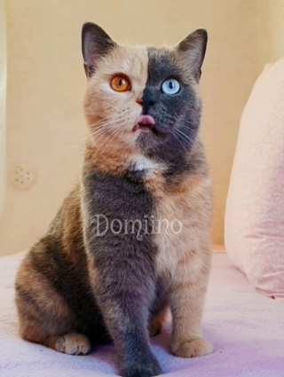 Illustration de l'article : L'apparence unique de ce chat comparé à un "gâteau de Batternberg" fascine les internautes (vidéo)