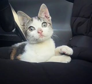 Illustration de l'article : Une jeune chatte à la démarche chancelante surgit de la cave où elle vivait seule pour rencontrer la bénévole venue l'aider