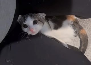 Illustration de l'article : Une jeune chatte à la démarche chancelante surgit de la cave où elle vivait seule pour rencontrer la bénévole venue l'aider