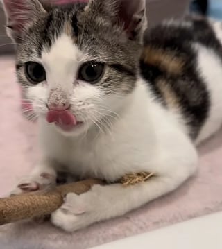 Illustration de l'article : Une jeune chatte à la démarche chancelante surgit de la cave où elle vivait seule pour rencontrer la bénévole venue l'aider