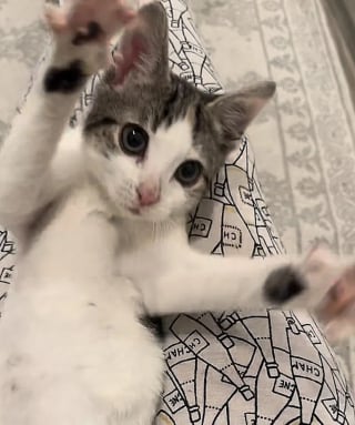 Illustration de l'article : Une jeune chatte à la démarche chancelante surgit de la cave où elle vivait seule pour rencontrer la bénévole venue l'aider