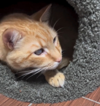 Illustration de l'article : La réaction déchirante d'un chat venant d'arriver au refuge après 6 ans de vie de famille (vidéo)