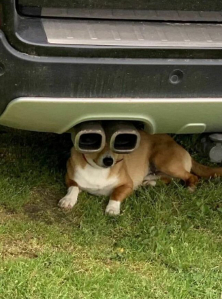 Illustration de l'article : 15 photos de chats et de chiens qui ont été surpris dans une situation fort cocasse
