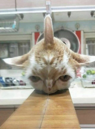 Illustration de l'article : 15 photos de chats et de chiens qui ont été surpris dans une situation fort cocasse