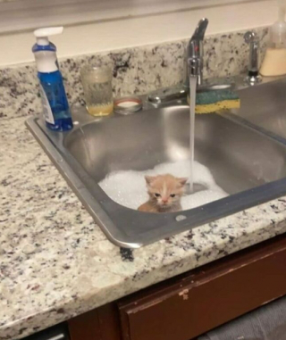 Illustration de l'article : 15 photos de chats et de chiens qui ont été surpris dans une situation fort cocasse