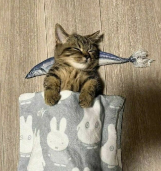 Illustration de l'article : 15 photos de chats et de chiens qui ont été surpris dans une situation fort cocasse