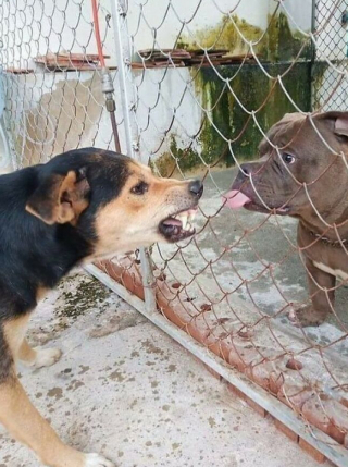 Illustration de l'article : 15 photos de chats et de chiens qui ont été surpris dans une situation fort cocasse