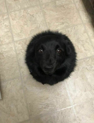 Illustration de l'article : 15 photos de chats et de chiens qui ont été surpris dans une situation fort cocasse