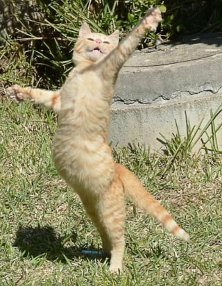 Illustration de l'article : 15 photos de chats et de chiens qui ont été surpris dans une situation fort cocasse