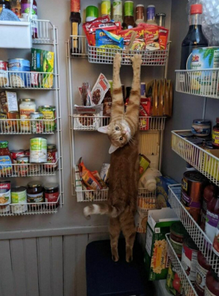 Illustration de l'article : 15 photos de chats et de chiens qui ont été surpris dans une situation fort cocasse