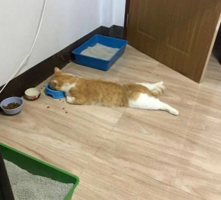 Illustration de l'article : 15 photos de chats et de chiens qui ont été surpris dans une situation fort cocasse
