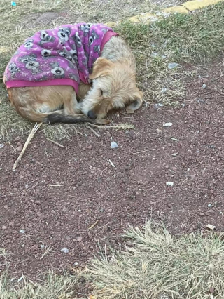 Illustration de l'article : Une chienne errante désespérément seule et malade attire l'attention d'une famille décidée à lui offrir un nouveau départ