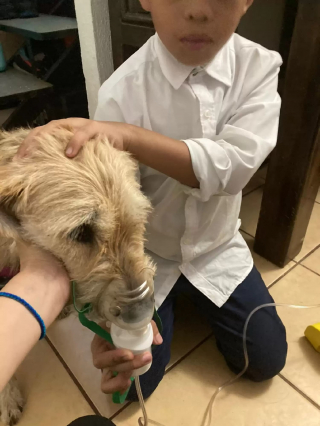 Illustration de l'article : Une chienne errante désespérément seule et malade attire l'attention d'une famille décidée à lui offrir un nouveau départ