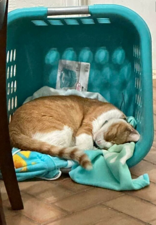 Illustration de l'article : 18 photos montrant l’incroyable capacité d’adaptation dont les chats peuvent faire preuve