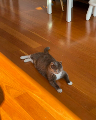 Illustration de l'article : 18 photos montrant l’incroyable capacité d’adaptation dont les chats peuvent faire preuve