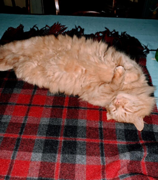 Illustration de l'article : 18 photos montrant l’incroyable capacité d’adaptation dont les chats peuvent faire preuve
