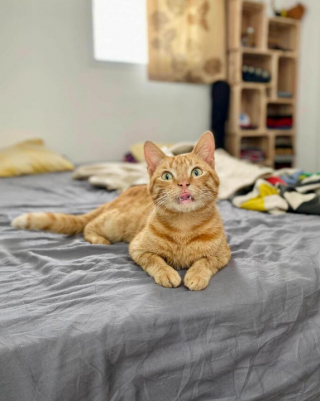 Illustration de l'article : 18 photos montrant l’incroyable capacité d’adaptation dont les chats peuvent faire preuve