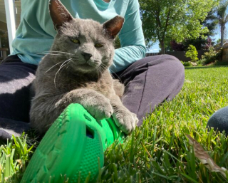 Illustration de l'article : 18 photos montrant l’incroyable capacité d’adaptation dont les chats peuvent faire preuve