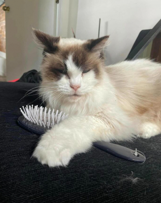 Illustration de l'article : 18 photos montrant l’incroyable capacité d’adaptation dont les chats peuvent faire preuve