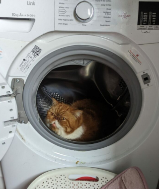 Illustration de l'article : 18 photos montrant l’incroyable capacité d’adaptation dont les chats peuvent faire preuve