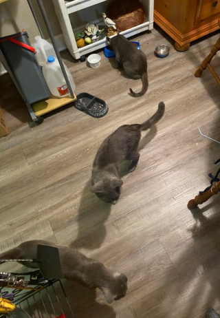 Illustration de l'article : 18 photos montrant l’incroyable capacité d’adaptation dont les chats peuvent faire preuve