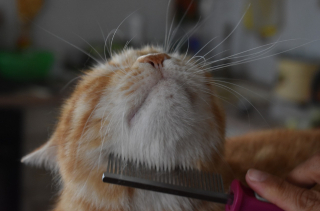 Illustration de l'article : 20 choses que votre chat n’apprécie pas, contrairement à ce que vous pouvez croire