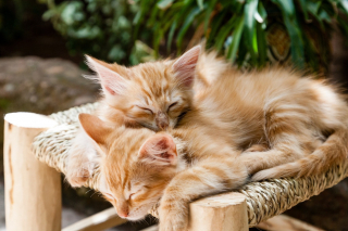 Illustration de l'article : 20 choses que votre chat n’apprécie pas, contrairement à ce que vous pouvez croire
