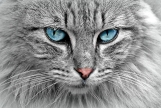 Illustration de l'article : 20 choses que votre chat n’apprécie pas, contrairement à ce que vous pouvez croire