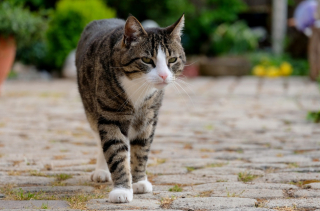Illustration de l'article : 20 choses que votre chat n’apprécie pas, contrairement à ce que vous pouvez croire
